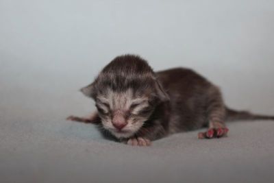 Cosmo