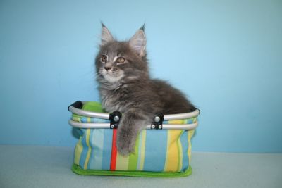 Merlin