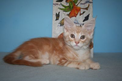 Shirkan